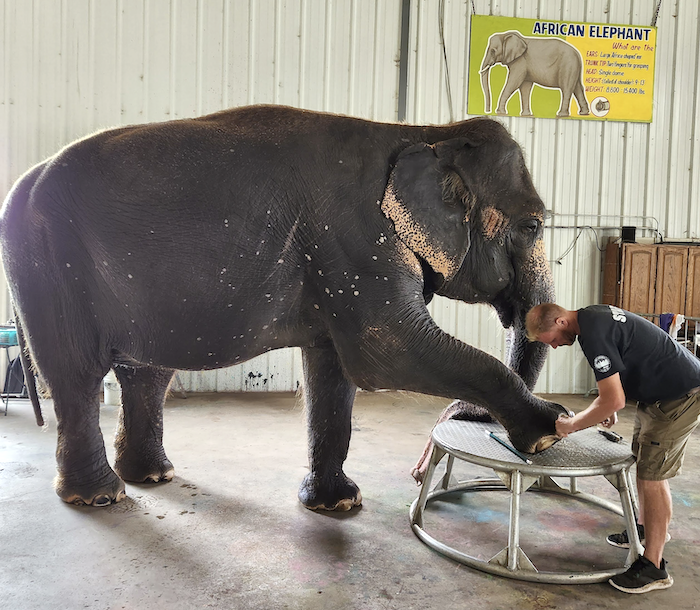 An Asian elephant gets her toenails filed at the Endangered Ark in Southeastern Oklahoma.